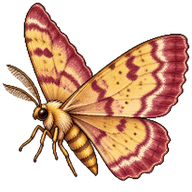 Barberry Geometer