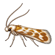 Willow Leafminer Moth