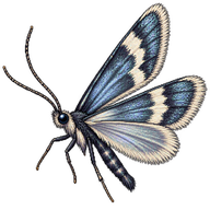 Ocean Spray Fairy Moth