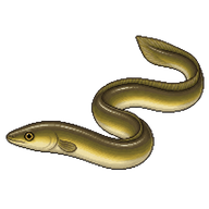 European Eel Yellow Eel
