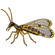 Yellow-bordered Lichen Moth