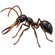 Invisible Sniper Ant