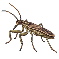 Common Damsel Bug