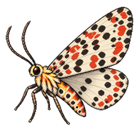 Ornate Moth