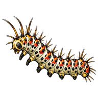 Ornate Moth Caterpillar