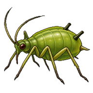 Bird Cherry-Oat Aphid