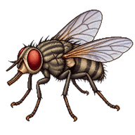 Stable Fly