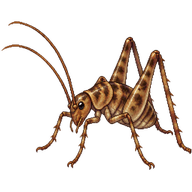 Spotted Camel Cricket