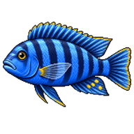 Powder Blue Cichlid