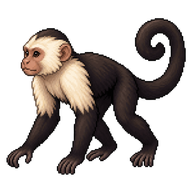 White-headed Capuchin