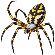 Hawaiian Garden Spider