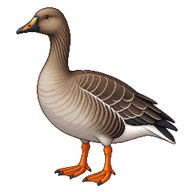 Bean Goose