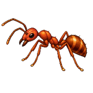 Tropical Fire Ant