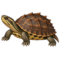 Spiny Turtle