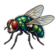 Blow Fly