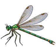 Emerald Damselfly