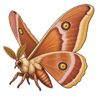 Japanese Oak Silkmoth