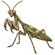 European Dwarf Mantis