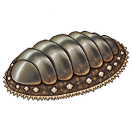 Cinereous Chiton