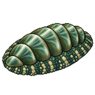 Green Chiton