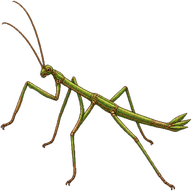 Annam Stick Insect