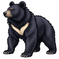 Asian Black Bear