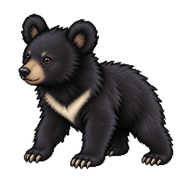 Asian Black Bear Cub