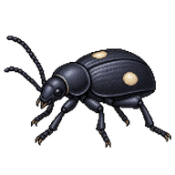 Two-Spotted Darkling Beetle