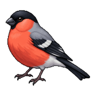 Eurasian Bullfinch