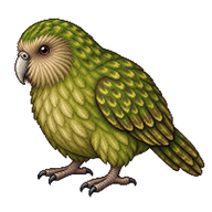 Kakapo