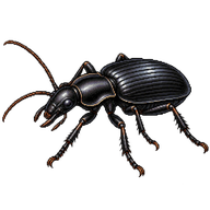 Large Black Ground Beetle