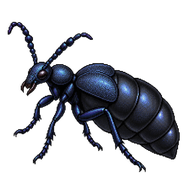 Black Oil-beetle