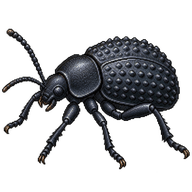 Darkling Beetle