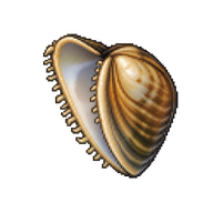 Rocky Mountain Ridged Mussel Glochidium