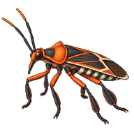Largid Bug