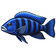 Whitelip Cichlid