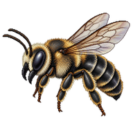 Alfalfa Leafcutter Bee