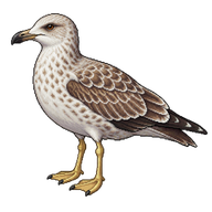 Yellow-legged Gull Juvenile