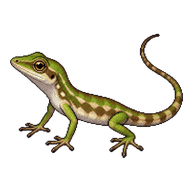 Flat Andes Anole Hatchling
