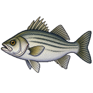 White Perch