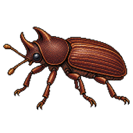 Broad-horned Flour Beetle