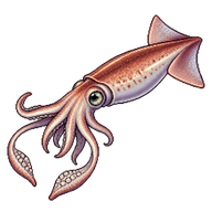 Common Squid