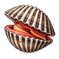 Blood Cockle