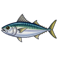 Indian Mackerel