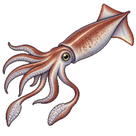 Indian Squid