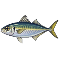 Mackerel Scad
