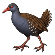 Tasmanian Nativehen