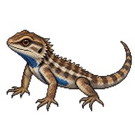 Texas Spiny Lizard Hatchling