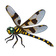 Swamp Tigertail