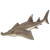 Bowmouth Guitarfish